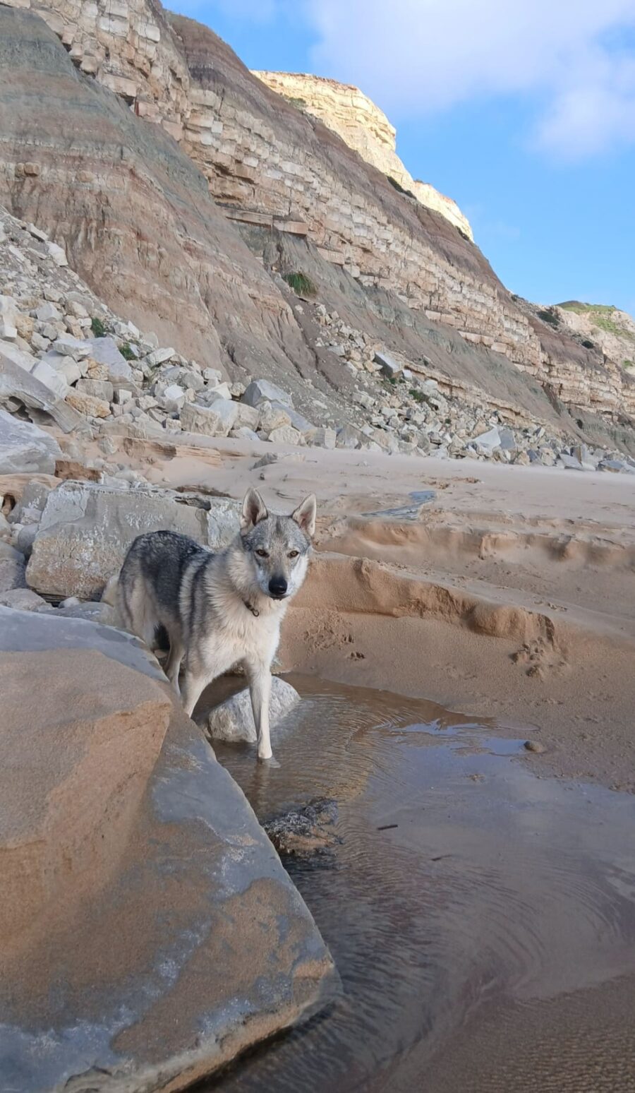 chiot chien loup tchécoslovaque de l'Orée du Loup à 1 an et demi à la mer