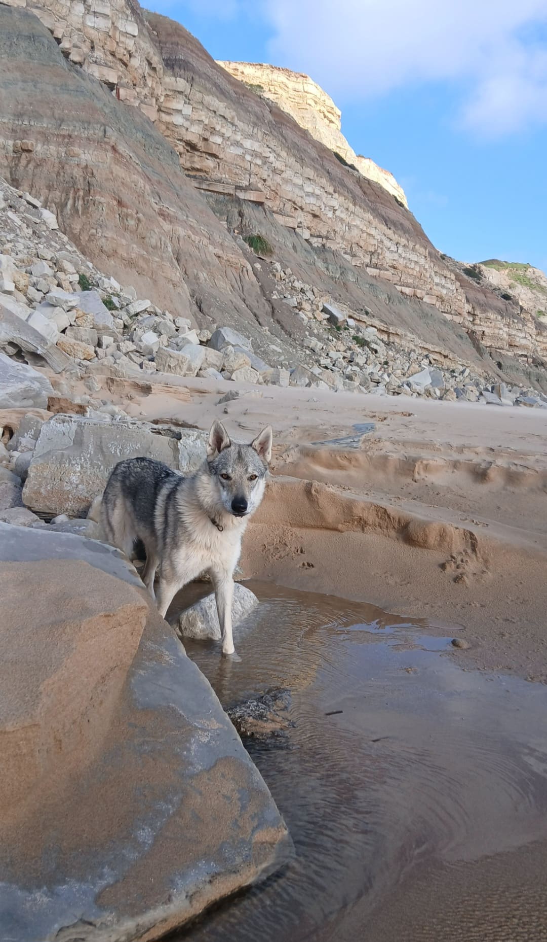nouvelles des chiots chien loup tchécoslovaque de l'Orée du Loup à 1 an et demi à la mer