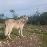 chiot chien loup tchécoslovaque de l'Orée du Loup à 1 an et demi