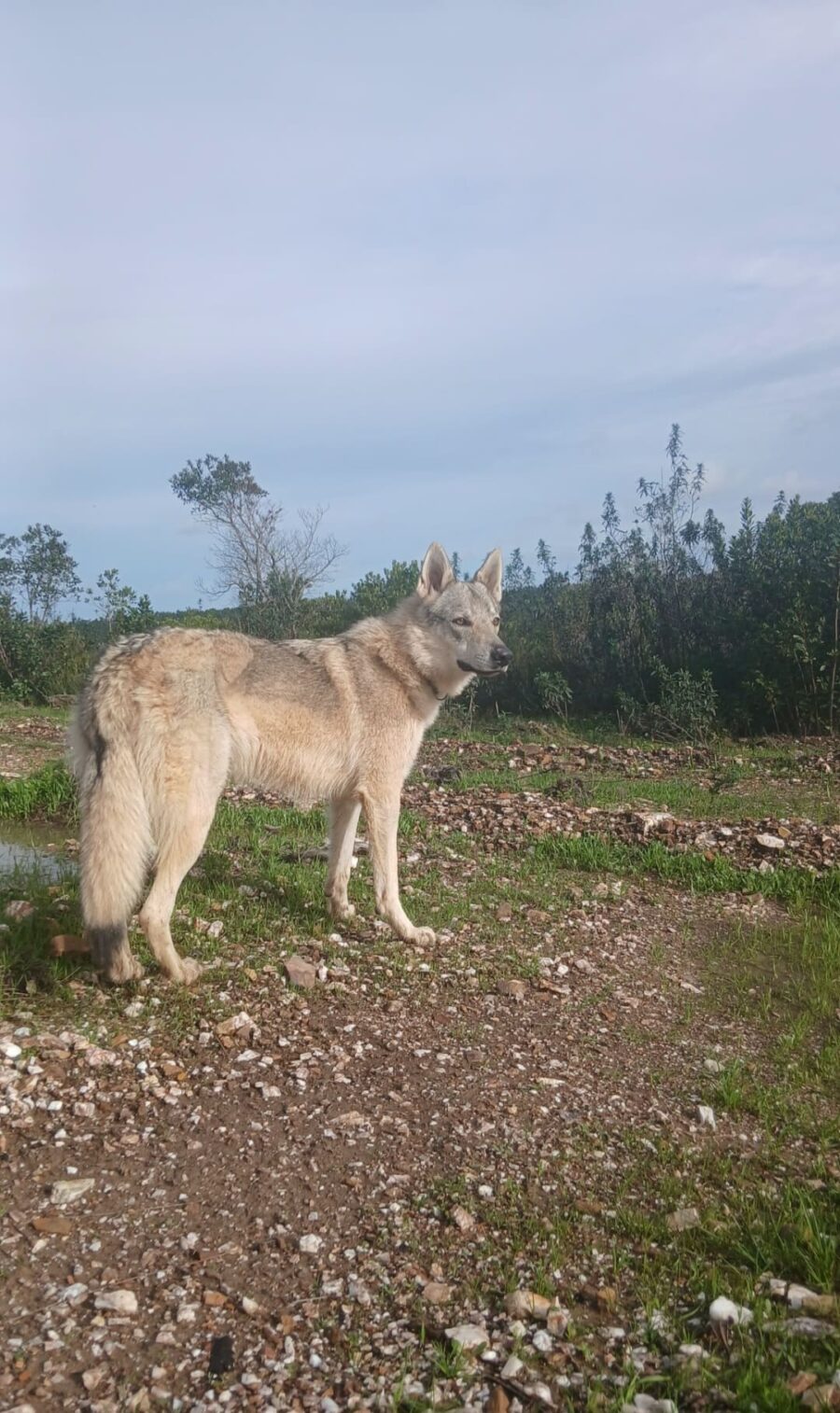 chiot chien loup tchécoslovaque de l'Orée du Loup à 1 an et demi
