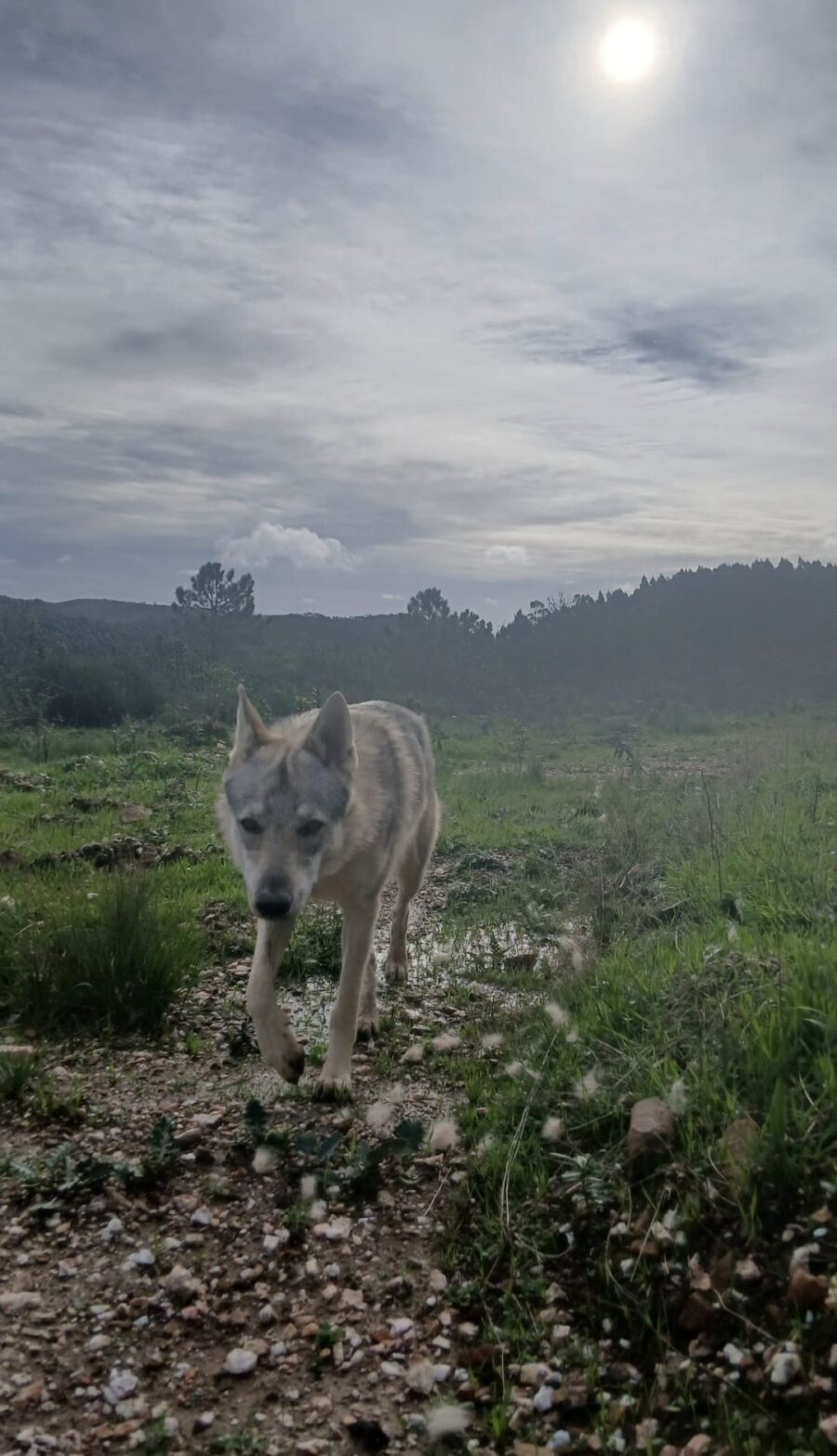 chiot chien loup tchécoslovaque de l'Orée du Loup à 1 an et demi en promenade