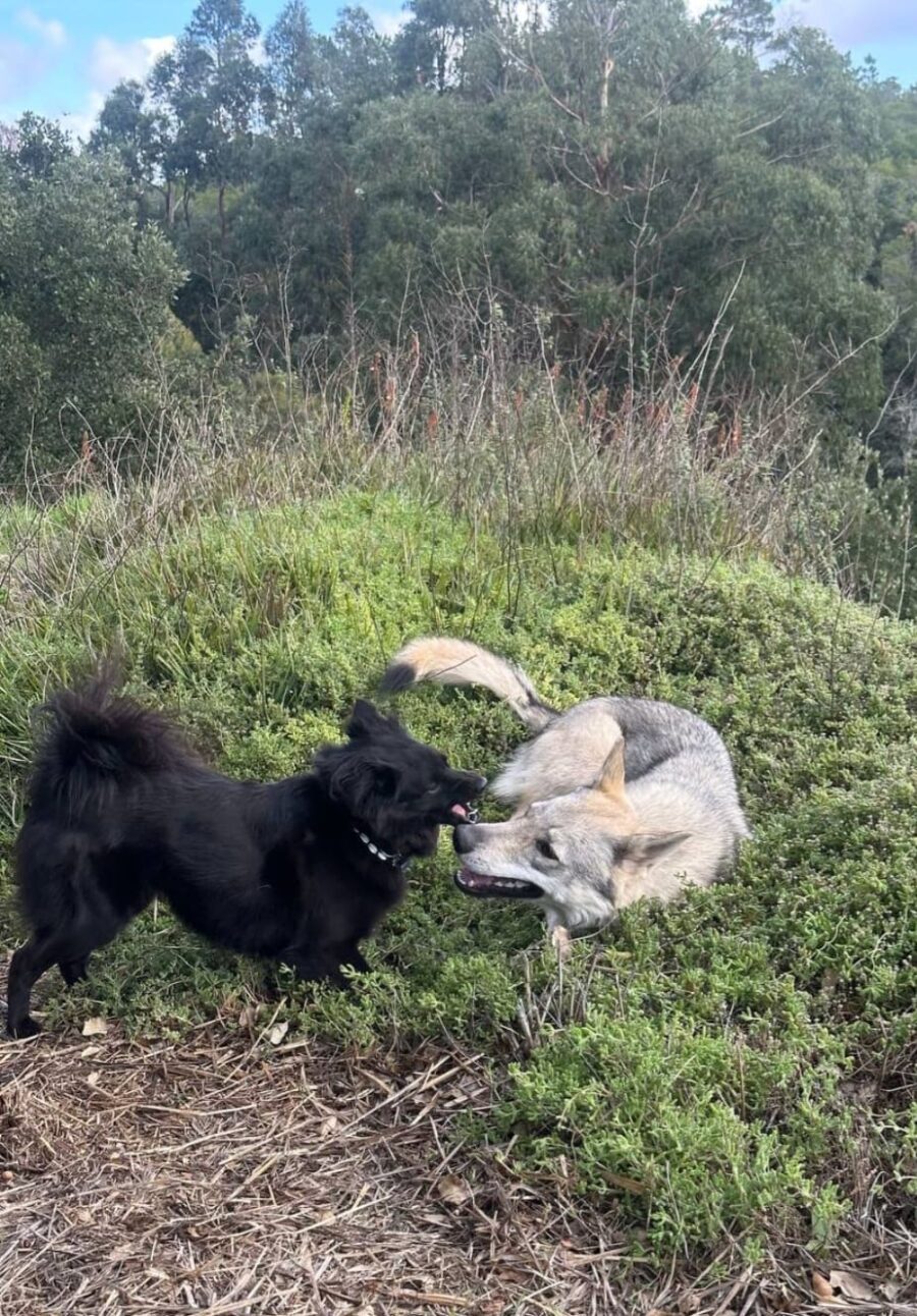 chiot chien loup tchécoslovaque de l'Orée du Loup à 1 an et demi