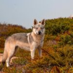 chiot chien loup tchécoslovaque de l'Orée du Loup à 1 an et demi en promenade