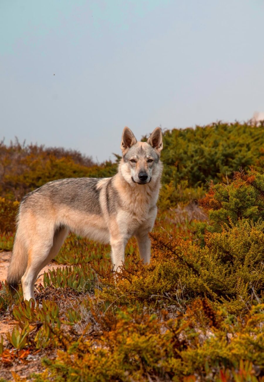 chiot chien loup tchécoslovaque de l'Orée du Loup à 1 an et demi en promenade