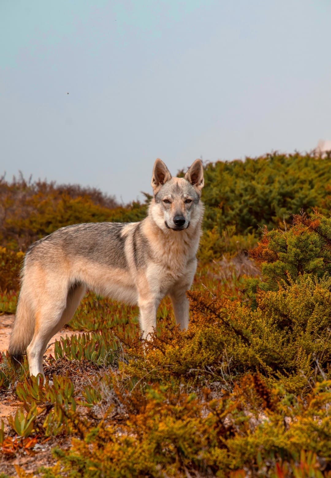 chiot chien loup tchécoslovaque de l'Orée du Loup à 1 an et demi en promenade