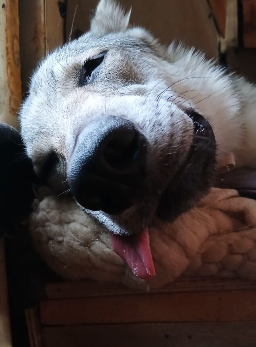 chiot chien loup tchécoslovaque de l'Orée du Loup à 1 an et demi