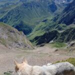 chiot chien loup tchécoslovaque de l'Orée du Loup à 1 an et demi en montagne