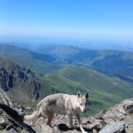 chiot chien loup tchécoslovaque de l'Orée du Loup à 1 an et demi en montagne