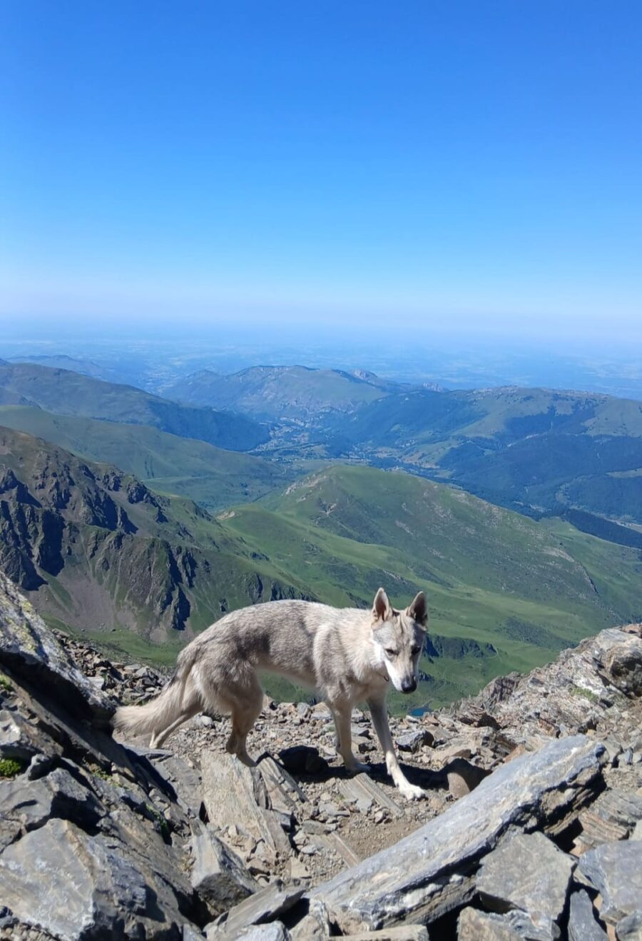 chiot chien loup tchécoslovaque de l'Orée du Loup à 1 an et demi en montagne
