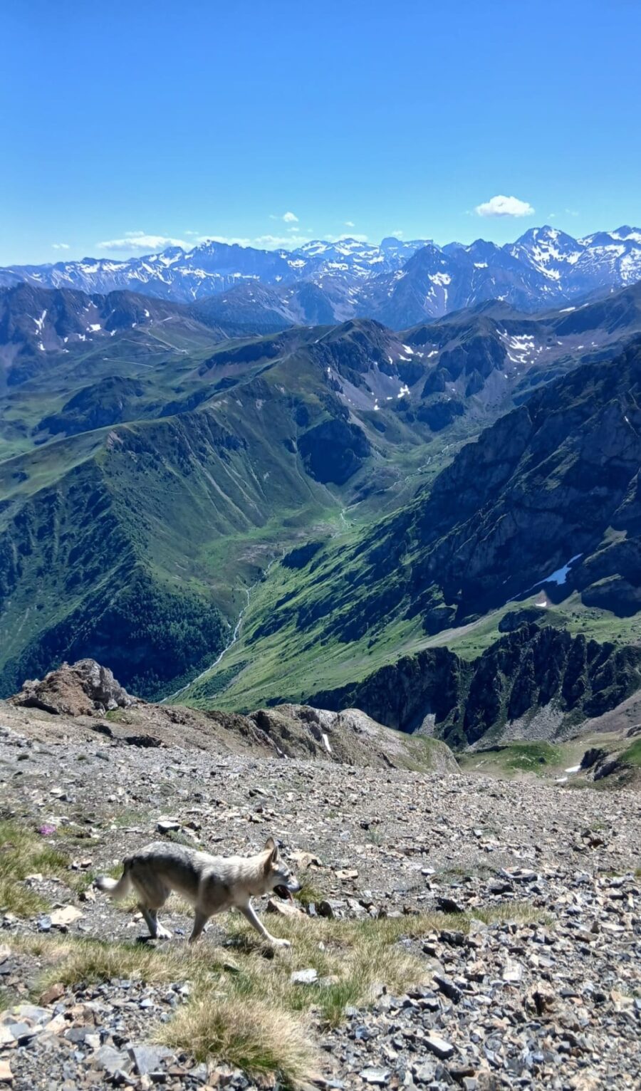 chiot chien loup tchécoslovaque de l'Orée du Loup à 1 an et demi en montagne