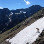 chiot chien loup tchécoslovaque de l'Orée du Loup à 1 an et demi en montagne