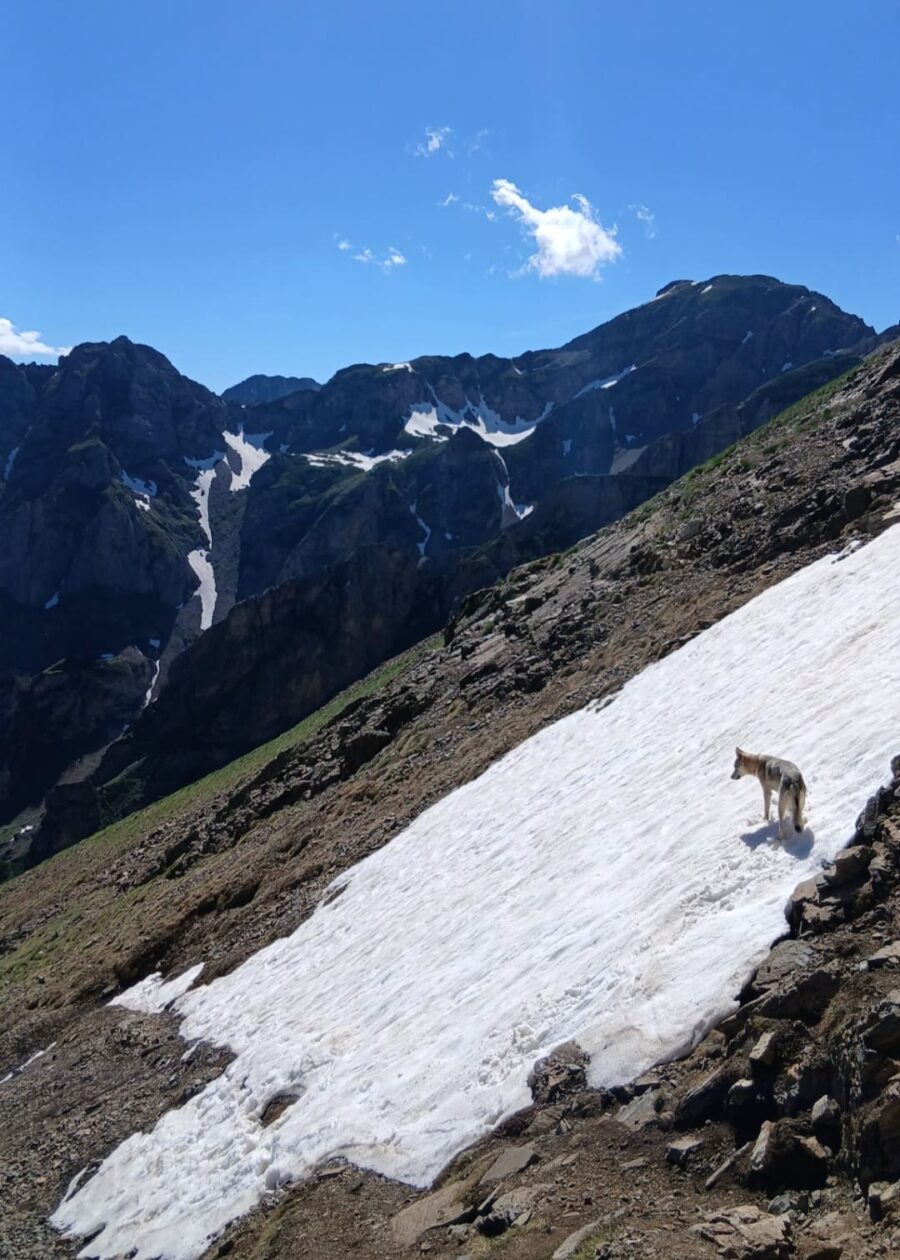 chiot chien loup tchécoslovaque de l'Orée du Loup à 1 an et demi en montagne