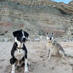 chiot chien loup tchécoslovaque de l'Orée du Loup à 1 an et demi à la mer