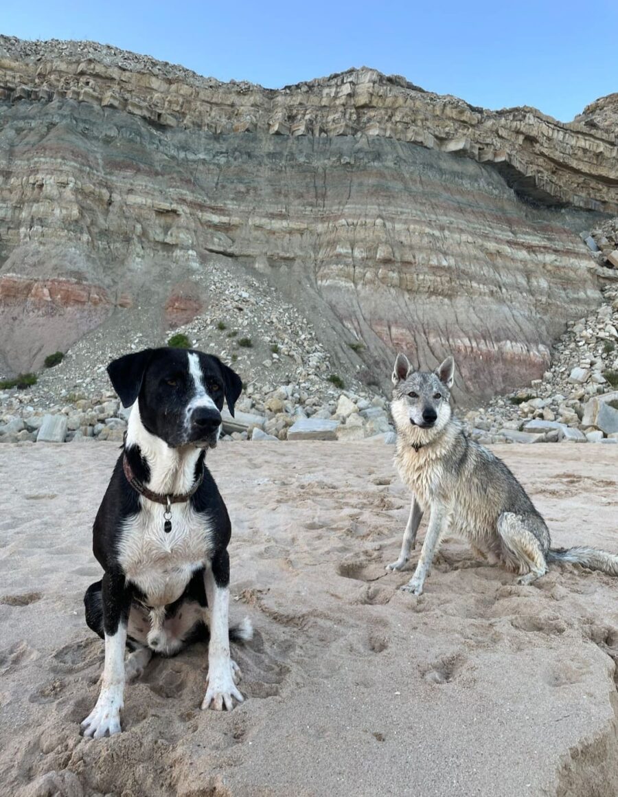 chiot chien loup tchécoslovaque de l'Orée du Loup à 1 an et demi à la mer