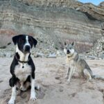 chiot chien loup tchécoslovaque de l'Orée du Loup à 1 an et demi à la mer