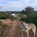 chiot chien loup tchécoslovaque de l'Orée du Loup à 1 an et demi