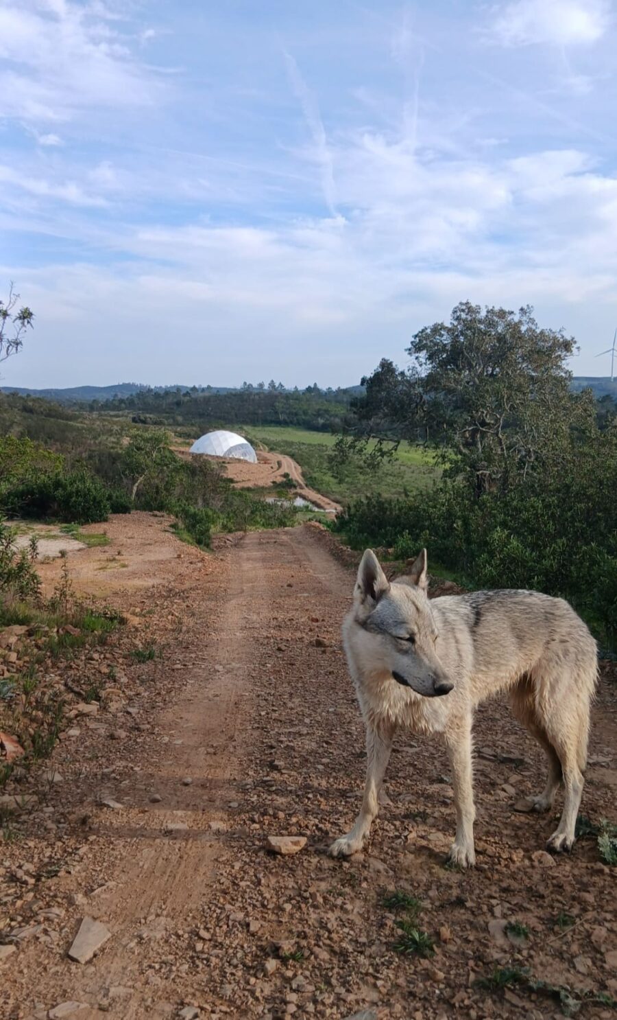 chiot chien loup tchécoslovaque de l'Orée du Loup à 1 an et demi