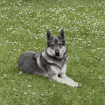 chiot de l'elevage de l'oree du loup à 1 an et demi