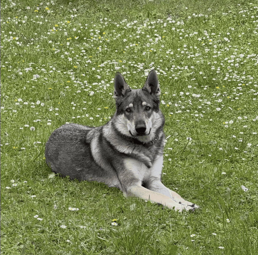 nouvelles des chiots de l'élevage de l'orée du loup à 1 an et demi