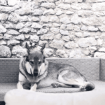 chiot de l'elevage de l'oree du loup à 1 an et demi