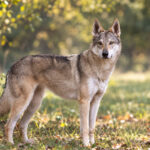 oural de l'orée du loup chien-loup tchécoslovaque dans le jardin